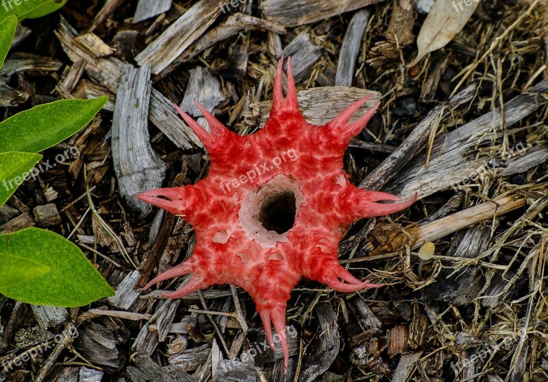 Stink Horn Fungus Brown Red Wet