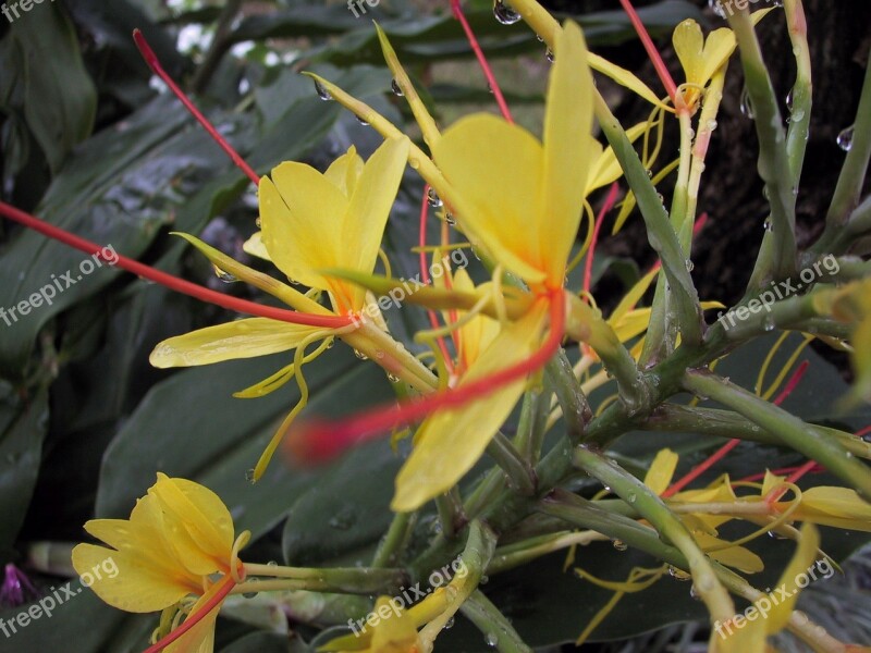 Flower Tropical Yellow Red Nature