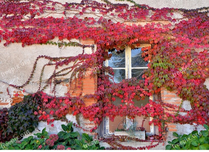 Window Creeper Red Free Photos