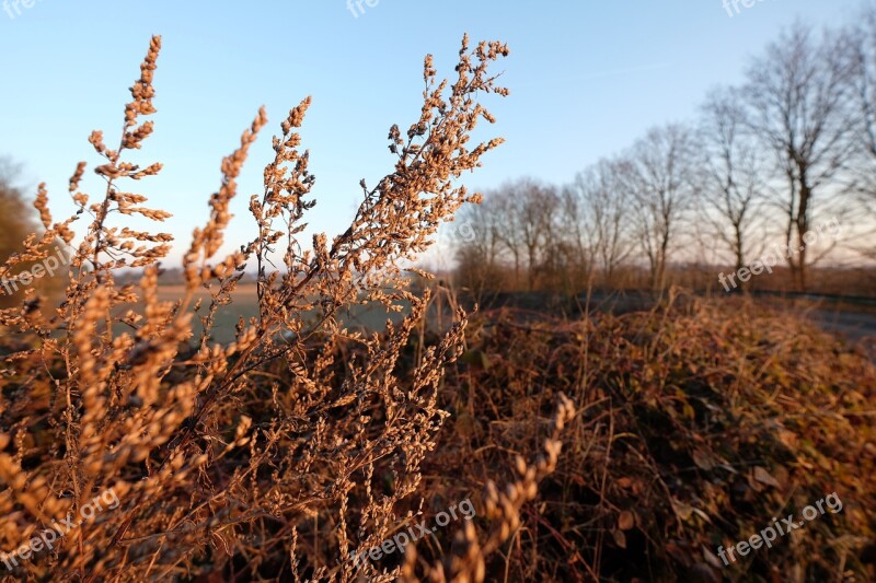 Niederrhein Landscape Trees Winter Free Photos