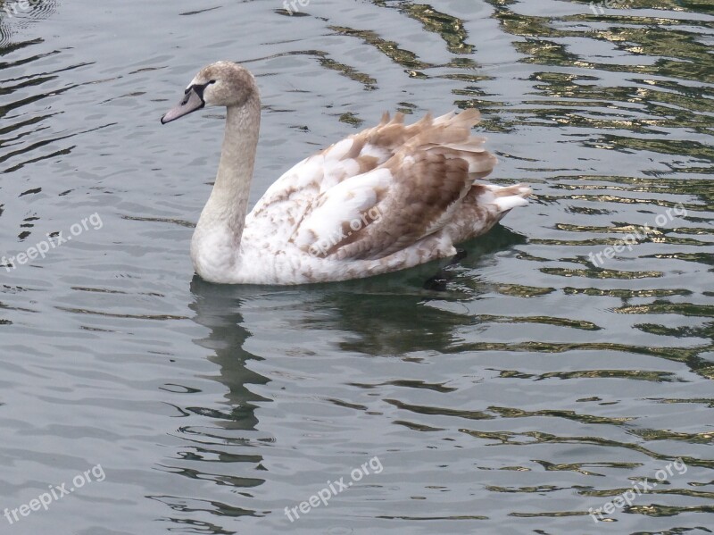 Mute Swan Teen Brown River Leek Colmar