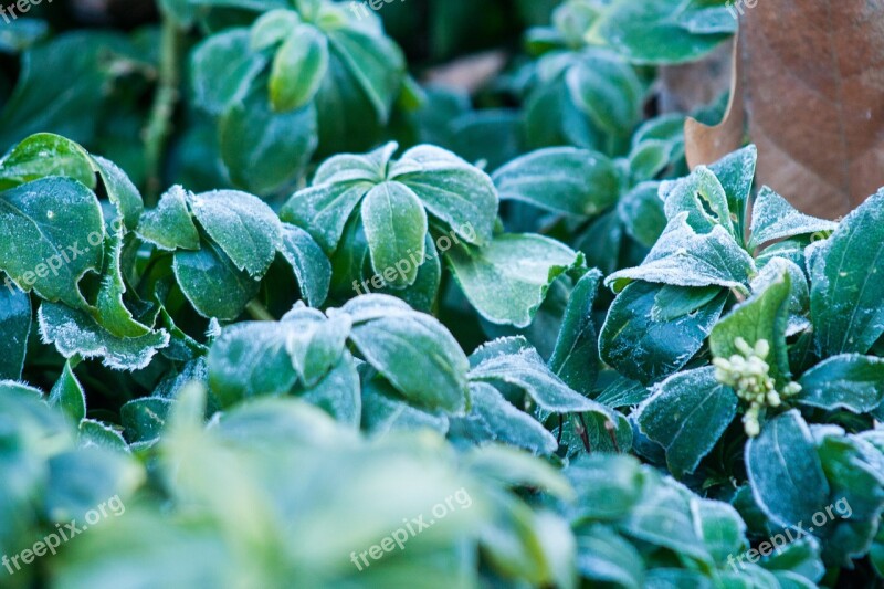 Winter Plant Ripe Cold Flower