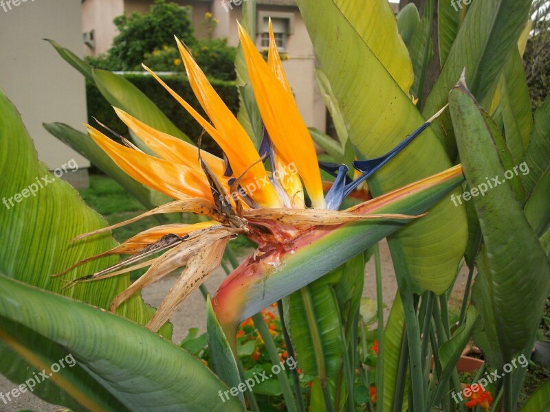 Bird Of Paradise Flower Nature Free Photos