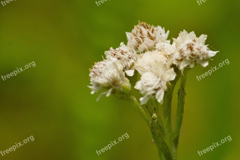 White Flower Green Background Plant Green