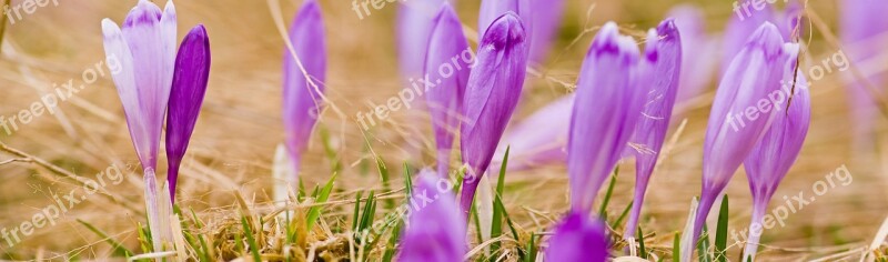 Purple Flower Crocus Heuffelianus Fagaras Mountains