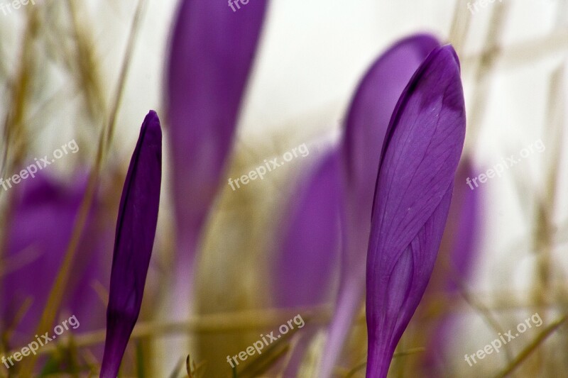 Purple Flower Crocus Heuffelianus Fagaras Mountains