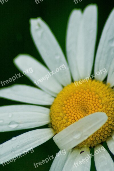 White Flower Daisy Leucanthemum Vulgare Floral