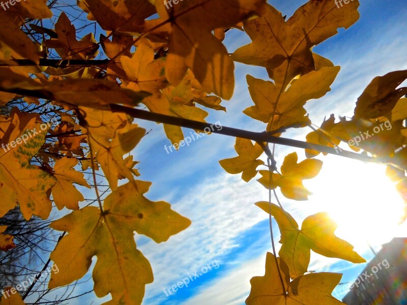 Tree Branch Autumn Yellow Sky Blue