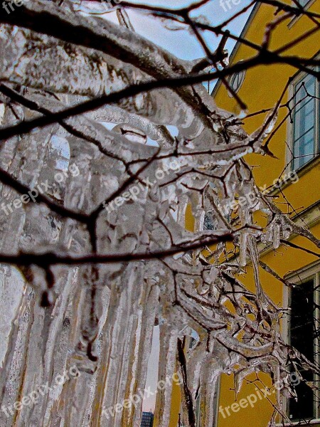 Ice Icicle Branch Frozen Cold