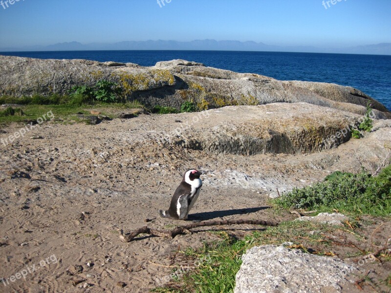 Cape Of Good Hope South Africa Penguin Cape Point Cape Top