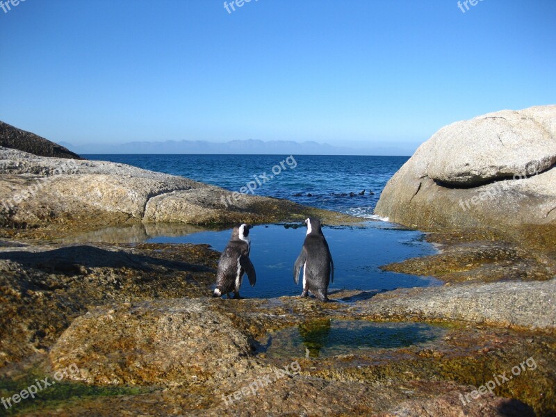 Cape Of Good Hope South Africa Penguins Cape Point Cape Top