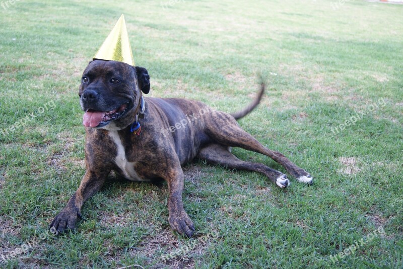 Staffy Dog Birthday Staffordshire Bull Terrier