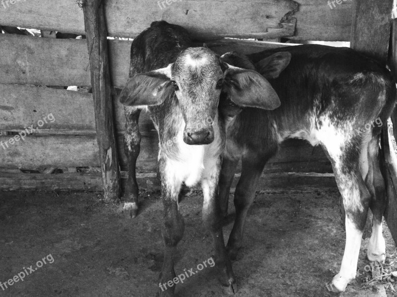 Boi Calf Cattle Veal Farm