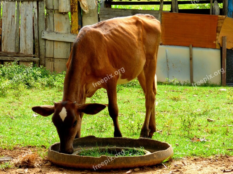 Boi Calf Veal Farm Rural