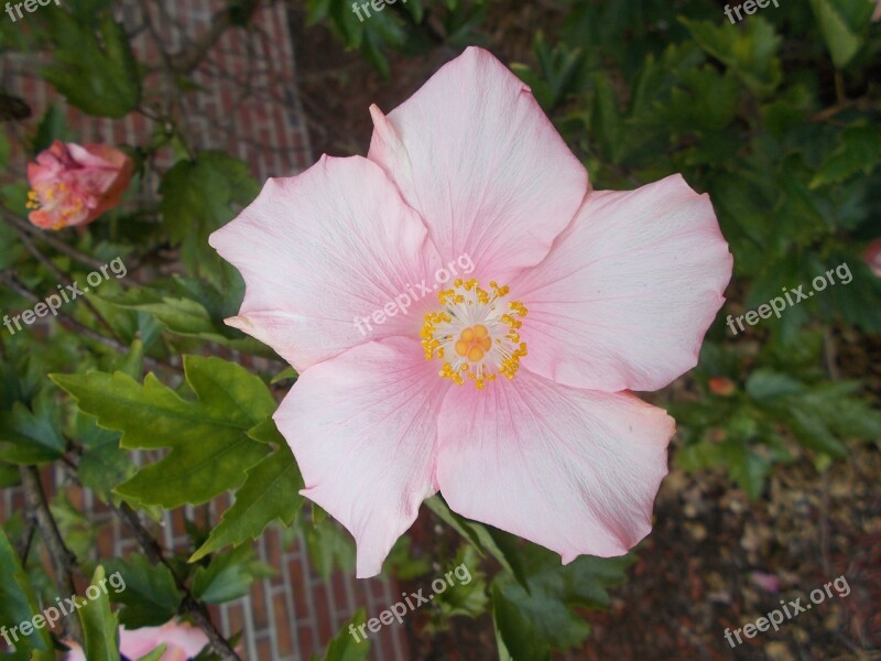 Flower Hibiscus Pink Free Photos