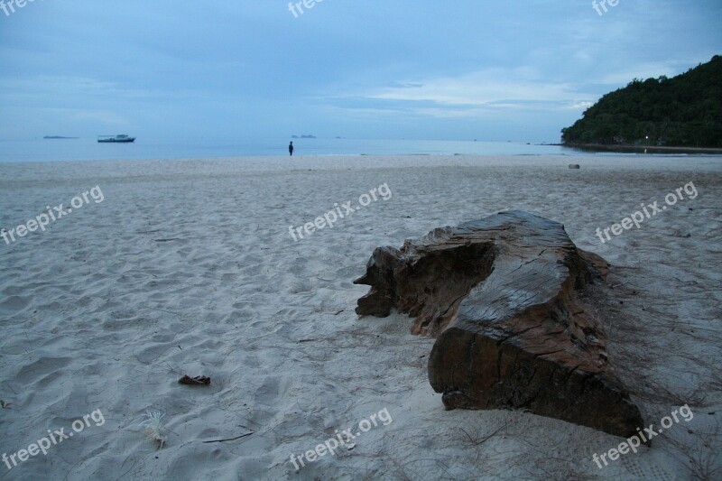 Beach Tree Trunk Leave Free Photos