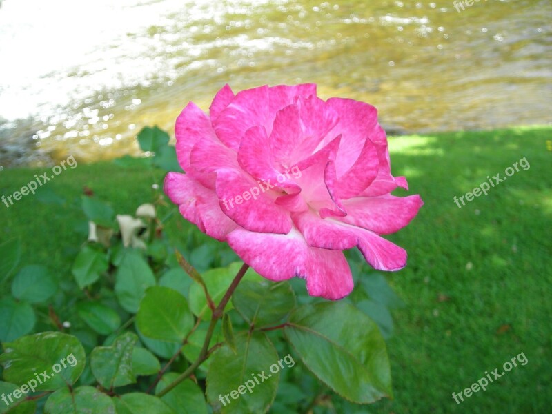 Roses Handel Patron System Free Photos