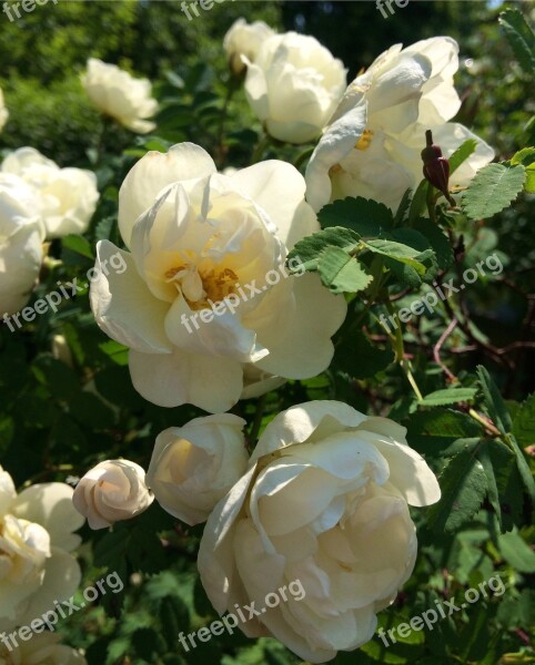 Flowers Ros White White Rose Flower