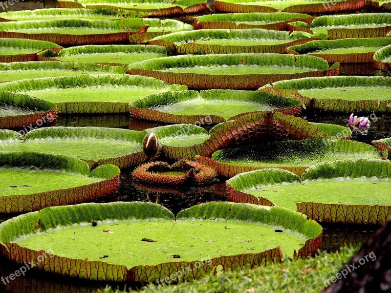 Water Lilies Exotic Asia Flower Green