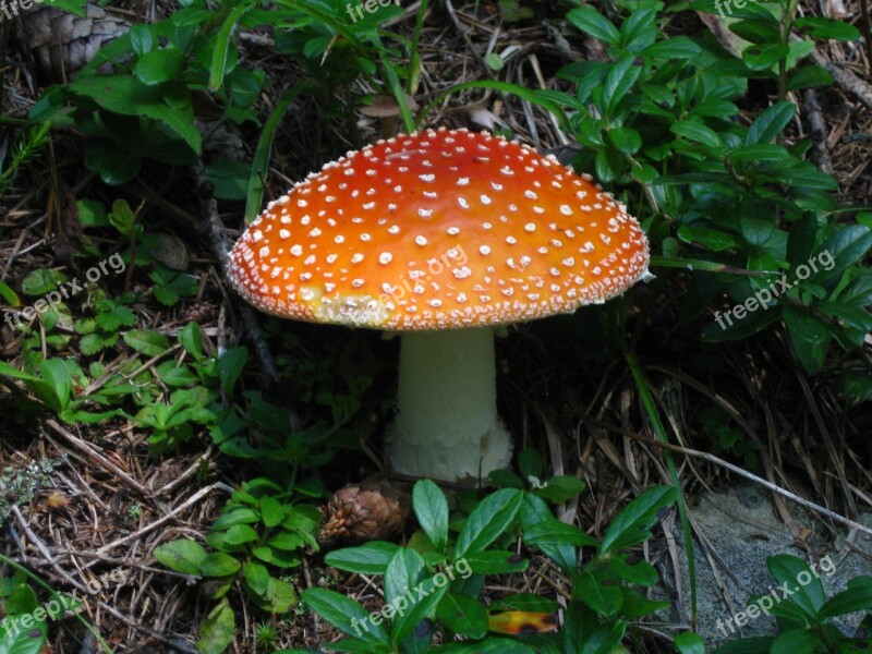 Mushrooms Poison Forest Amanita Excursion