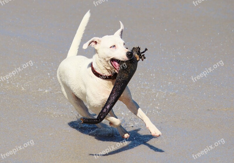 Dog Action Play Batons Beach