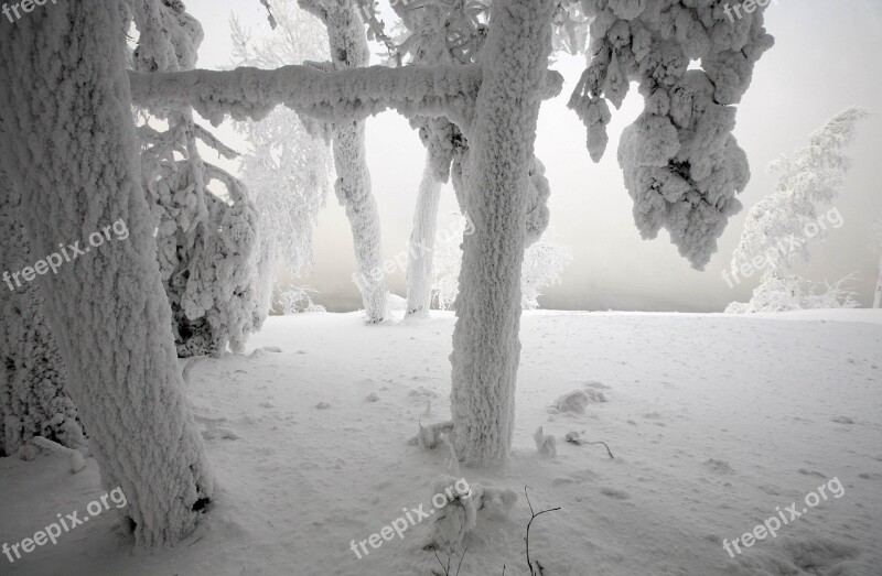 Snow Winter Larch Landscape Tree