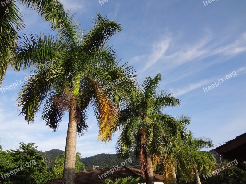 Palm Trees Tropical Plant Trees Free Photos