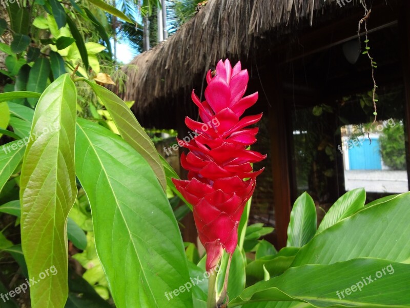 Flower Red Tropical Alpinia Free Photos