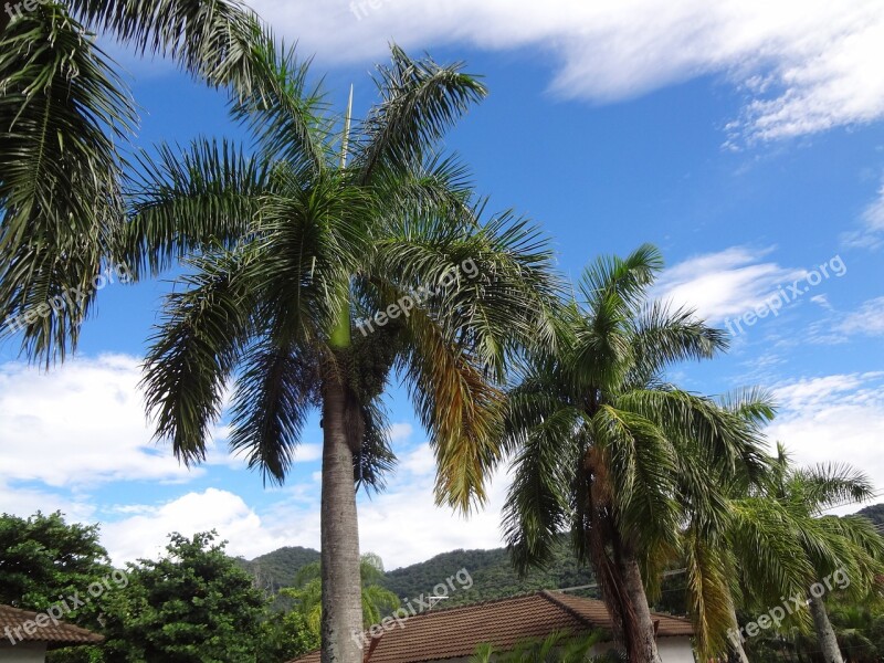 Palm Trees Trees Sky Free Photos