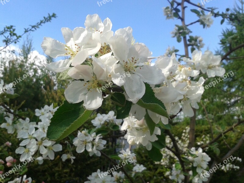 White Spring Tree Sprig Nature