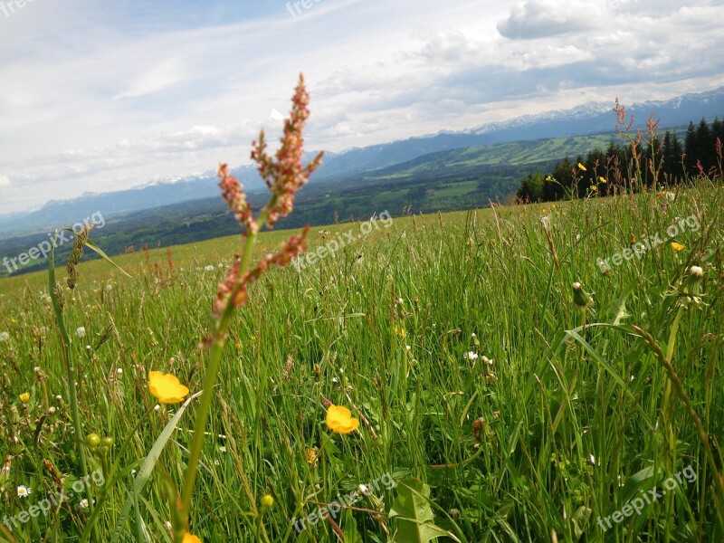 Mountains Spring Sorrel Flowers Free Photos