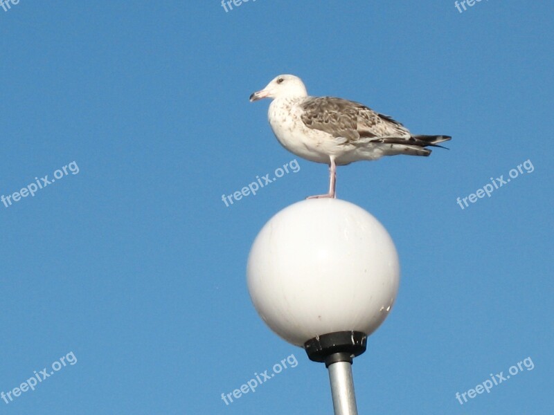 Gull Himmel Summer Sweden Archipelago