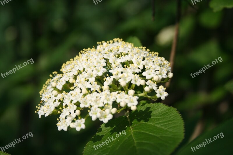 Elderberry Flower Pollen Blossom Bloom Bush