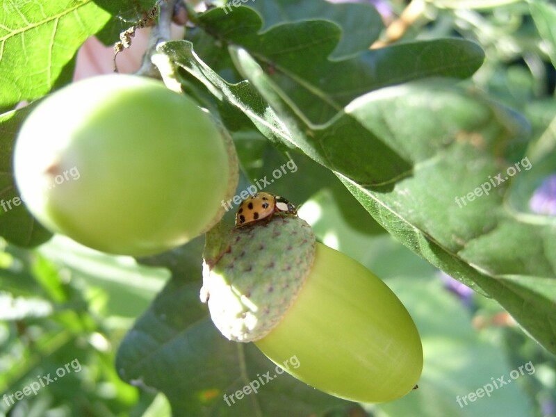 Ladybug Yellow Acorns Oak Green