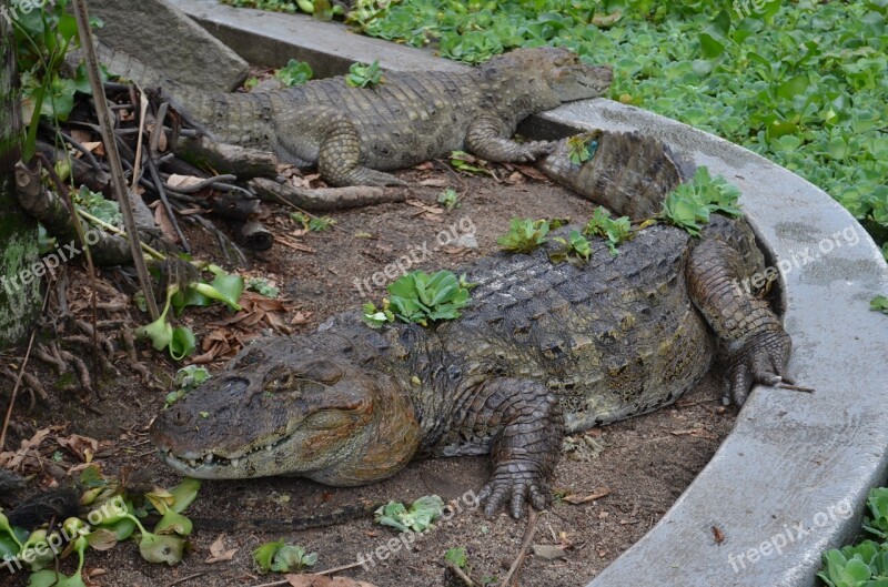 Alligator Zoo Nature Free Photos