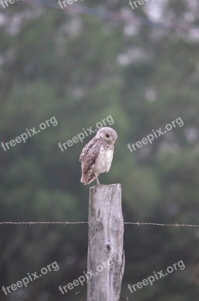 Owl Environment Animals Thoughtful Think