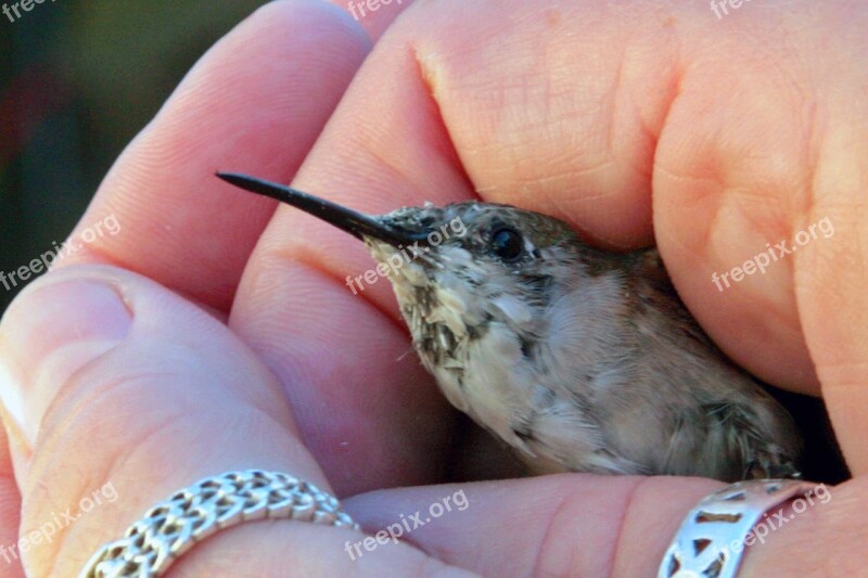 Hummingbird Hand Bird Nature Animal