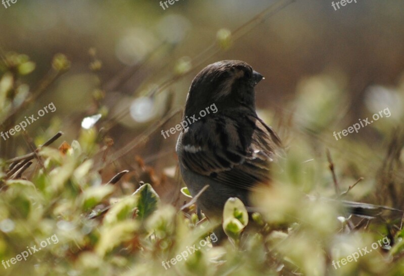 Bird Bush Nature Green Animal