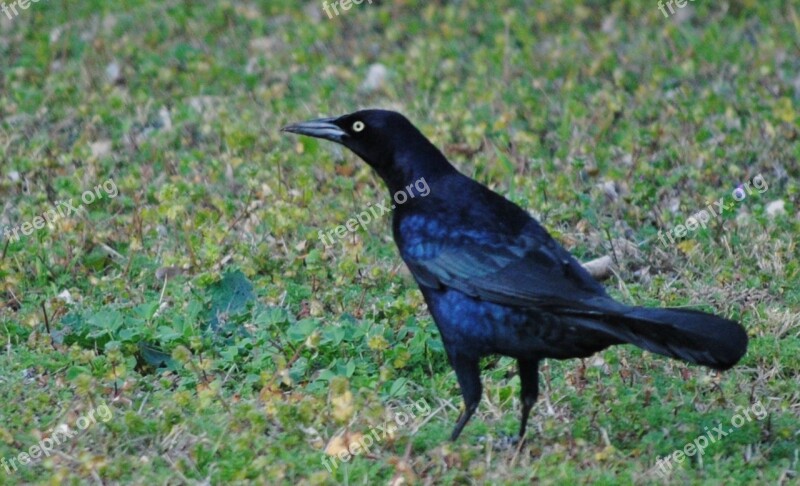 Bird Black Silhouette Nature White