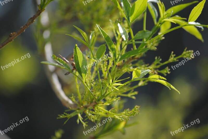 Green Branch Tree Nature White