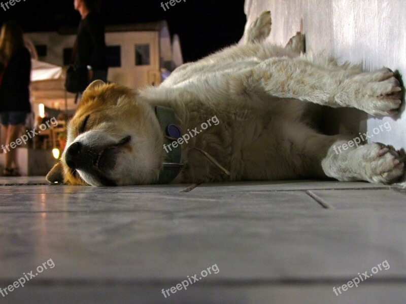 Dog Sleeping Roadside Relaxation Rest