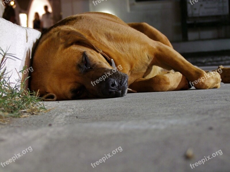 Dog Sleeping Side Of The Road Relaxation Rest