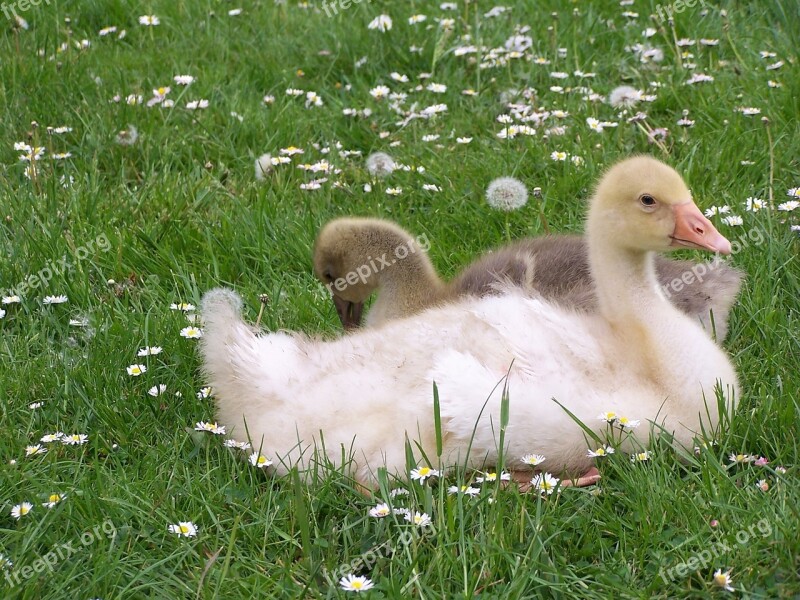 Geese Daisies Meadow Yellow Blossom