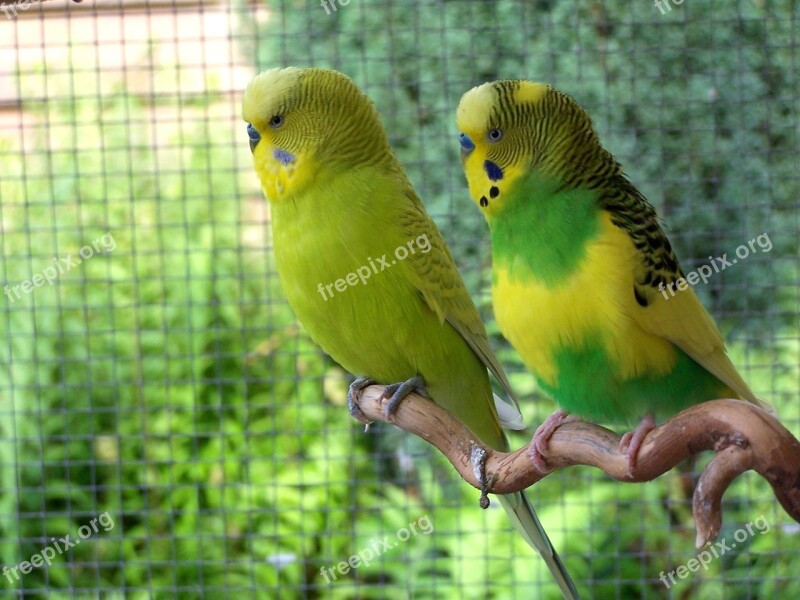 Birds Budgerigars Together Animal World Parakeets