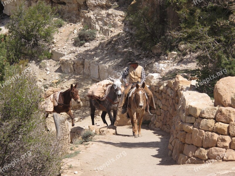 Grand Canyon Mule Guide Scenic Arizona