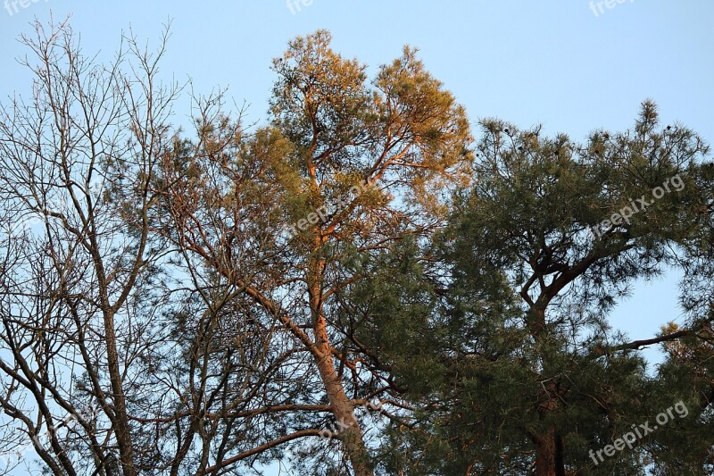 Conifers Trees Pine Branch Free Photos