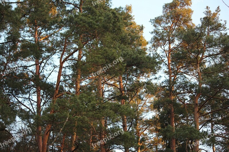 Conifers Trees Pine Branch Free Photos