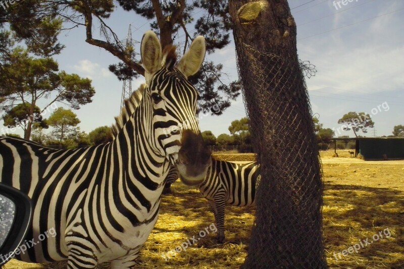 Zebra Animal Beautiful Color Mammals Zoo