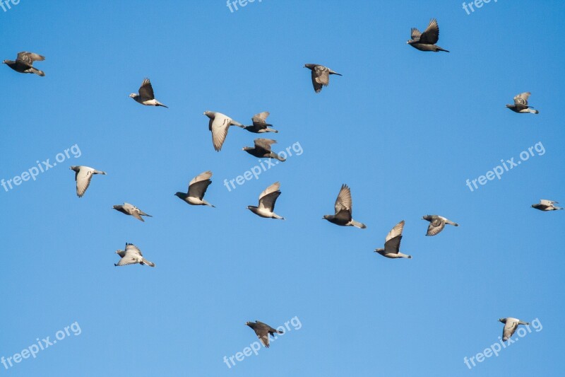 Bird Swarm Sky Flying Pigeons