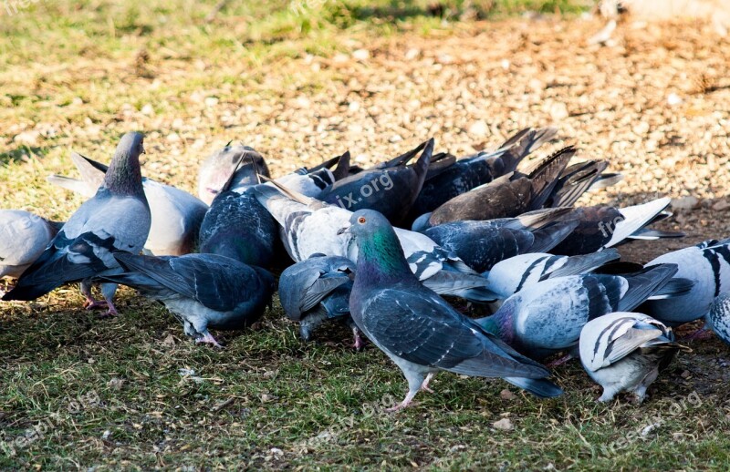 Pigeons City Bird Animal Nature